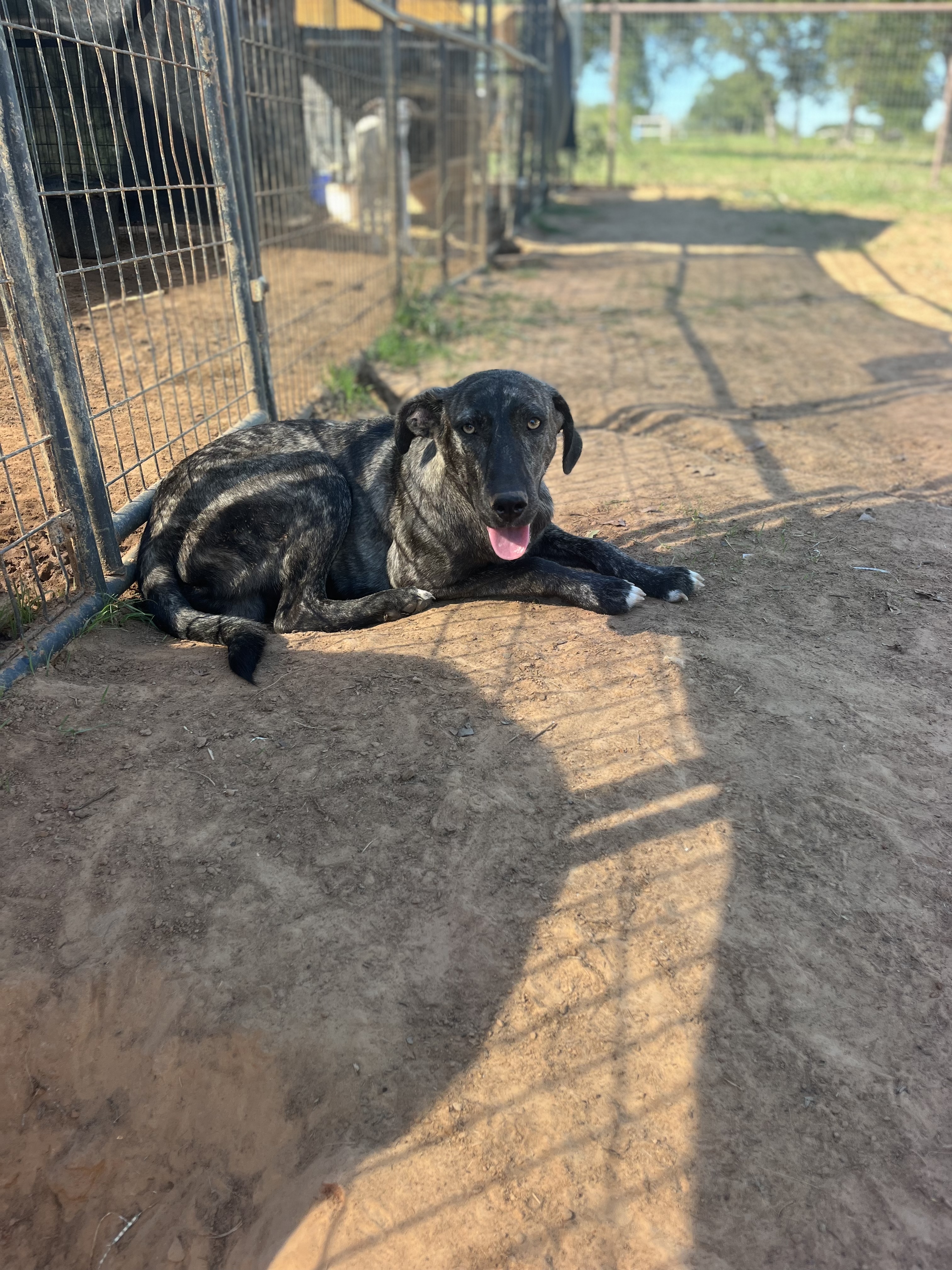 Enlarge Billie, a Adoptable mixed breed in Paradise, TX image 6/6