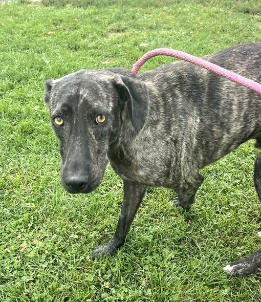 Enlarge Billie, a Adoptable mixed breed in Paradise, TX image 3/6