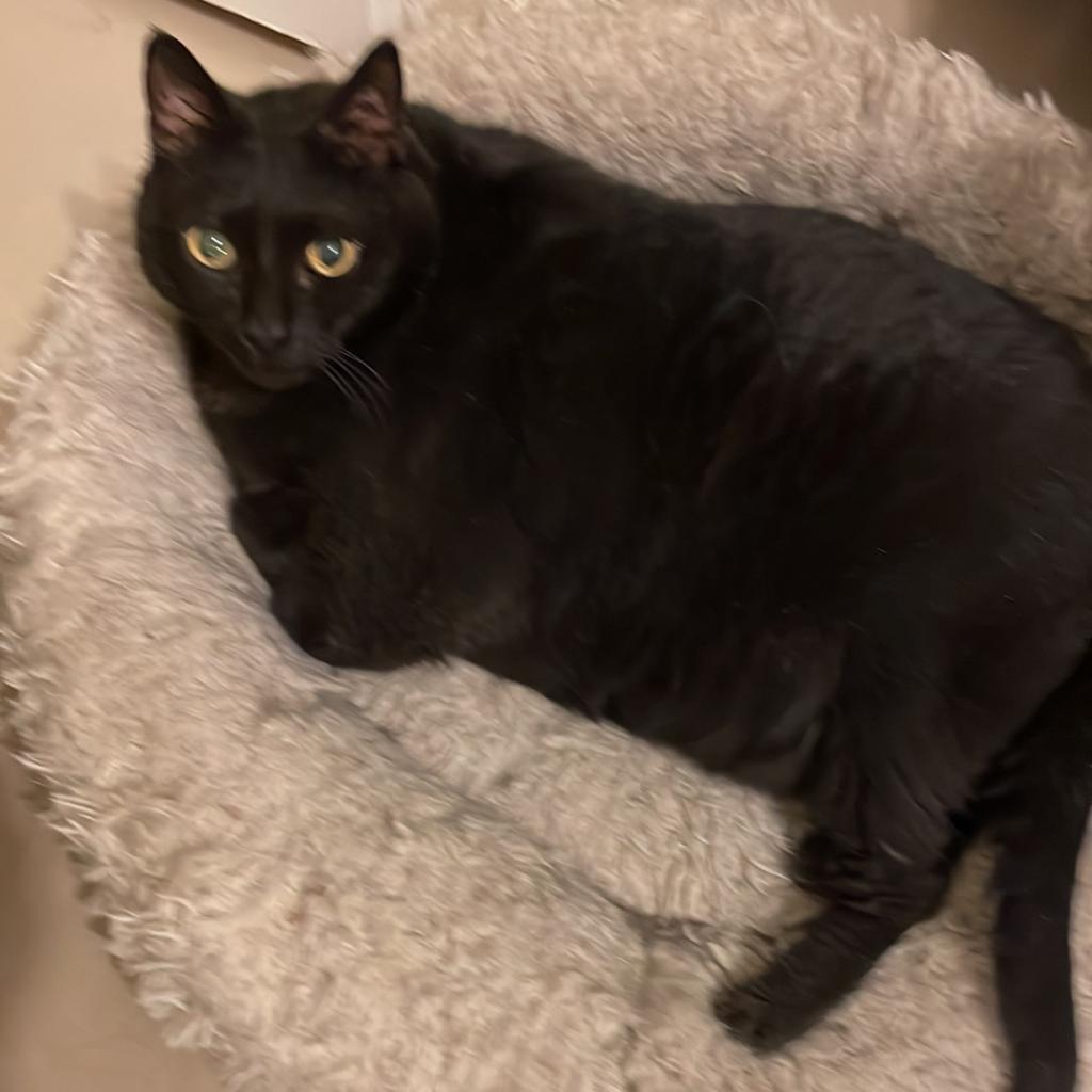 Enlarge Nikita, a Adoptable Domestic Short Hair in Fort Lauderdale, FL image 1/6