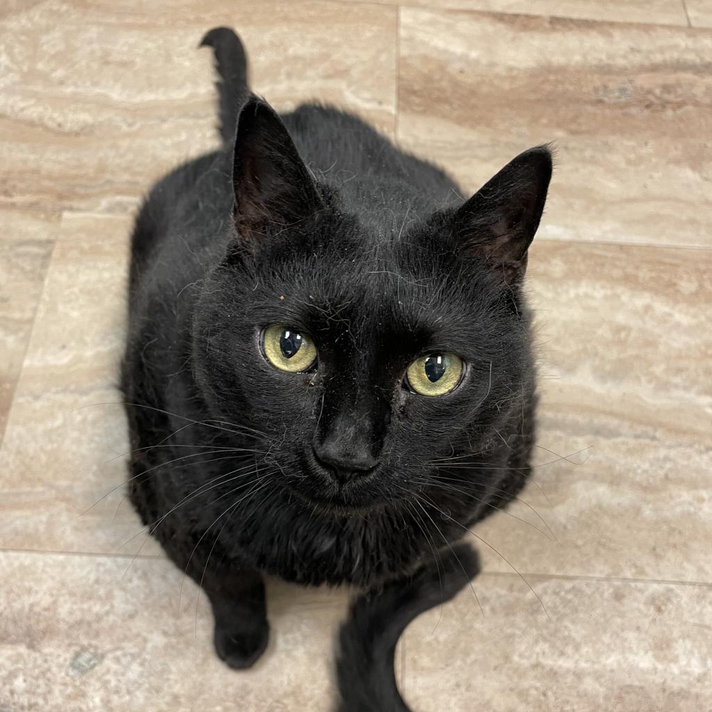 Enlarge Nikita, a Adoptable Domestic Short Hair in Fort Lauderdale, FL image 2/6