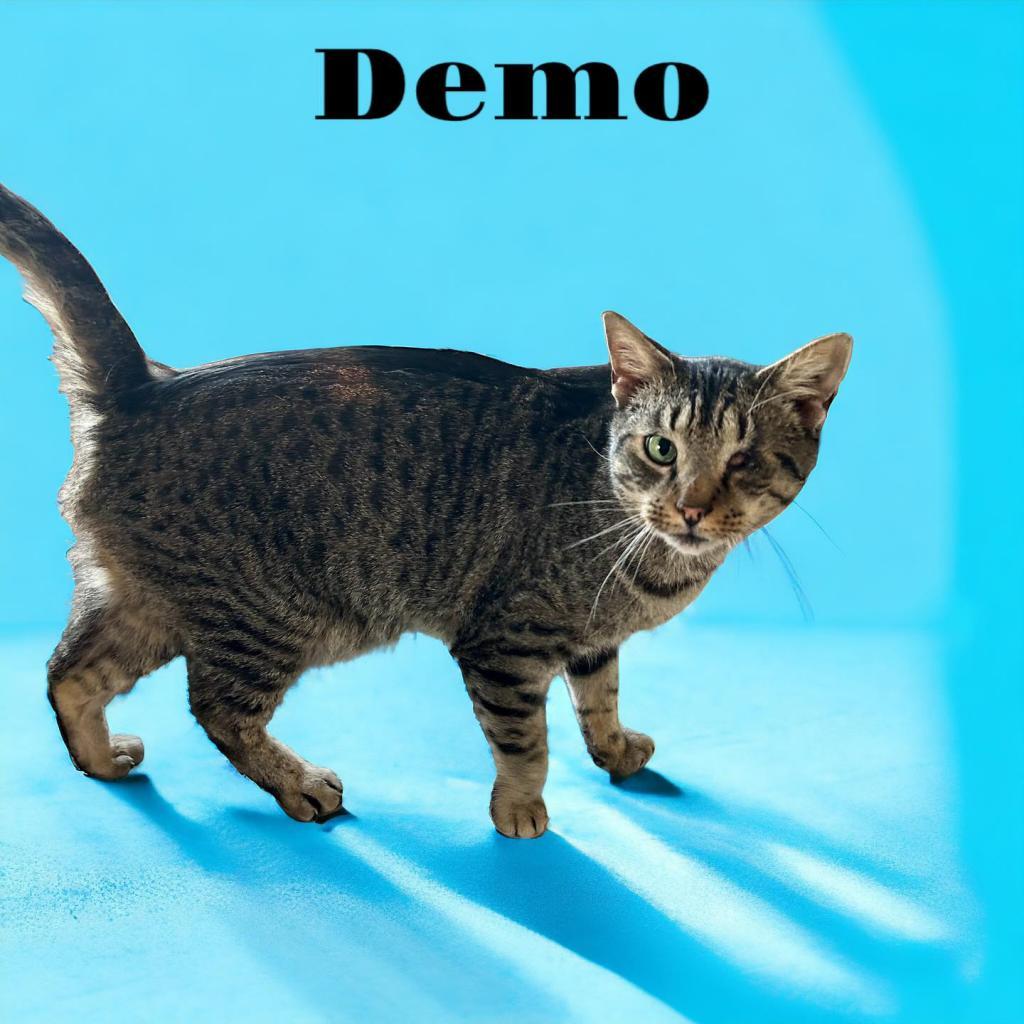Enlarge Demo, a Adoptable American Shorthair in Nashville, GA image 2/4