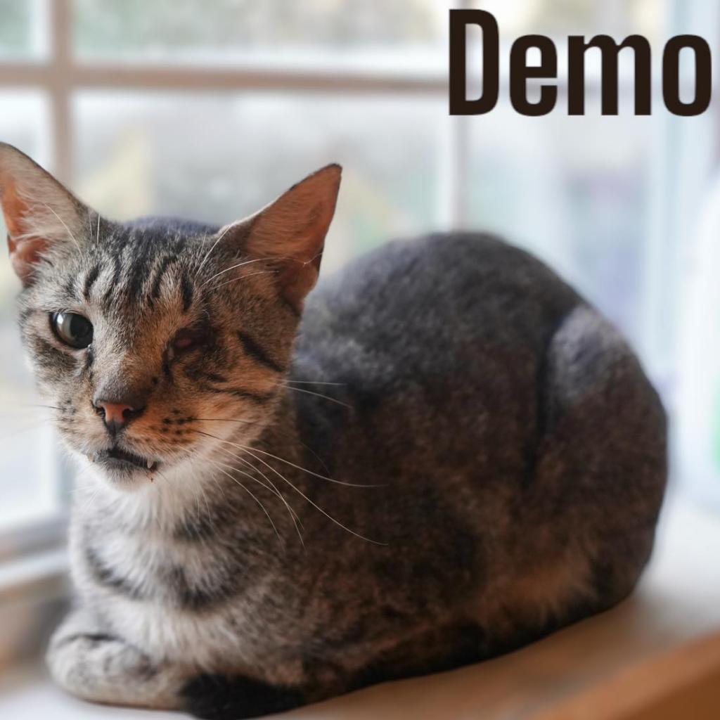 Enlarge Demo, a Adoptable American Shorthair in Nashville, GA image 3/4