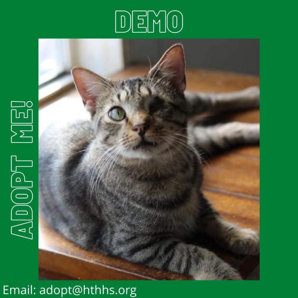 Enlarge Demo, a Adoptable American Shorthair in Nashville, GA image 4/4