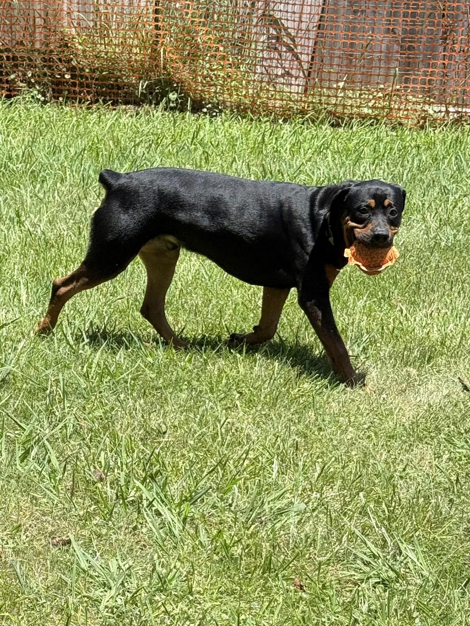 Ryder, Adopted, Young Male Rottweiler.