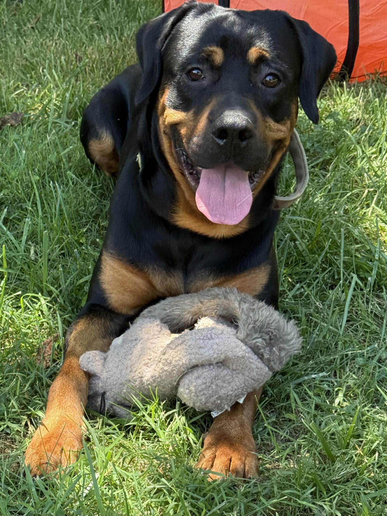 Enlarge Ryder, a Adopted Rottweiler in Mooresville, NC image 2/3
