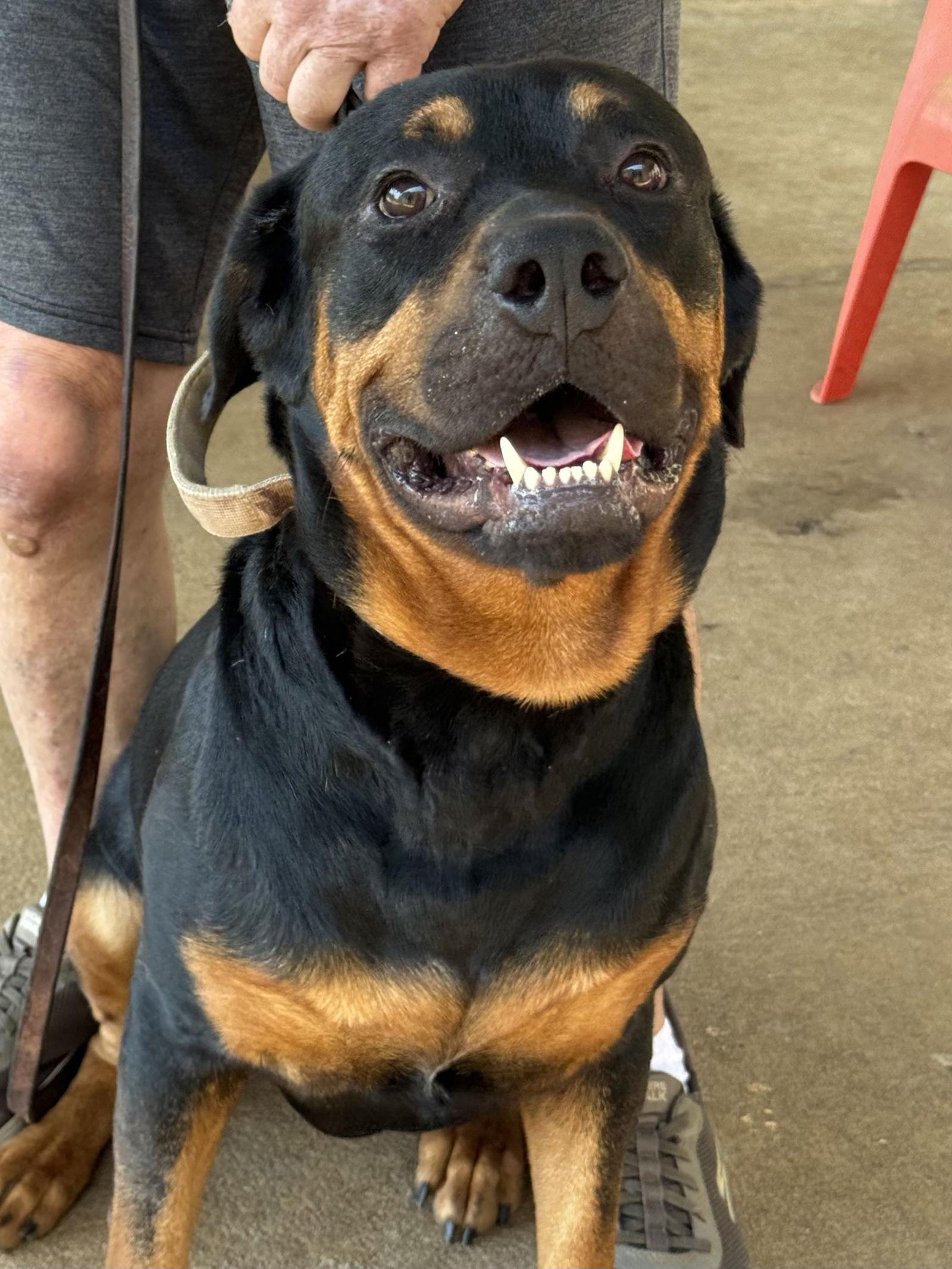 Enlarge Ryder, a Adopted Rottweiler in Mooresville, NC image 3/3