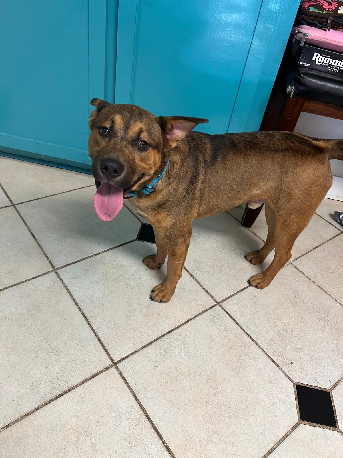 Enlarge Krockett, a Adoptable mixed breed in Missoula, MT image 1/6