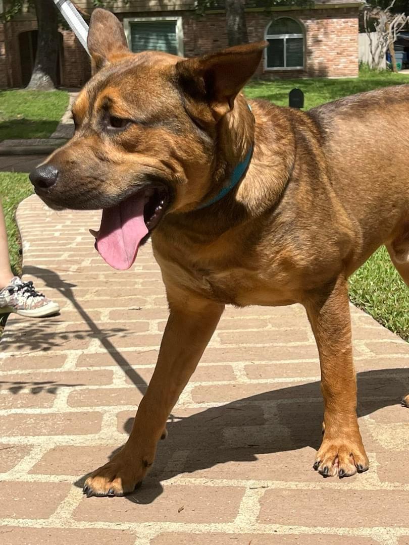 Enlarge Krockett, a Adoptable mixed breed in Missoula, MT image 2/6