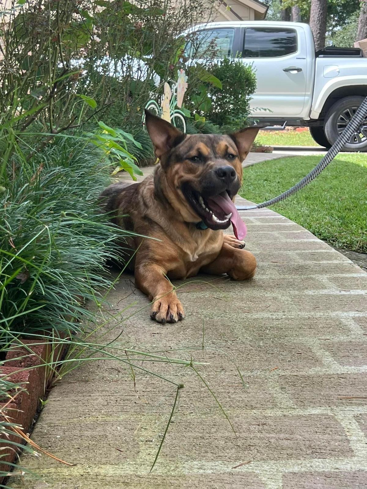 Enlarge Krockett, a Adoptable mixed breed in Missoula, MT image 3/6