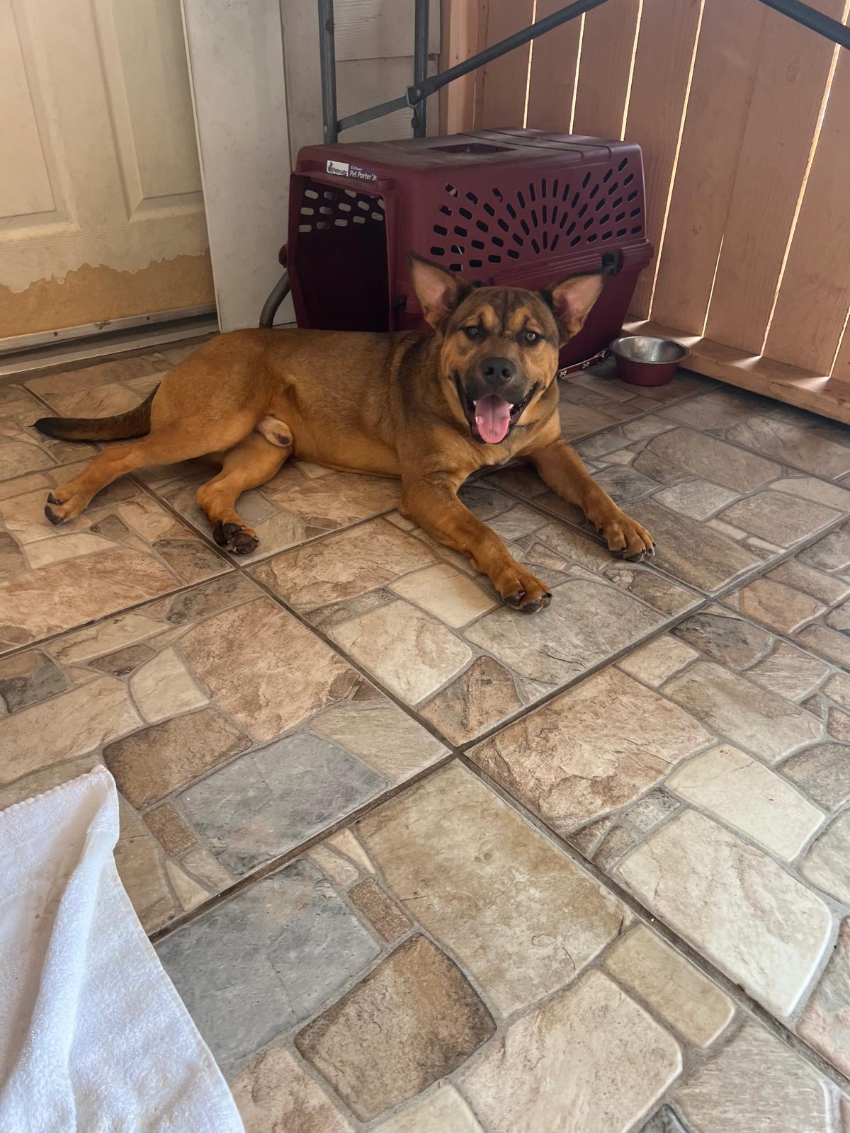 Enlarge Krockett, a Adoptable mixed breed in Missoula, MT image 4/6