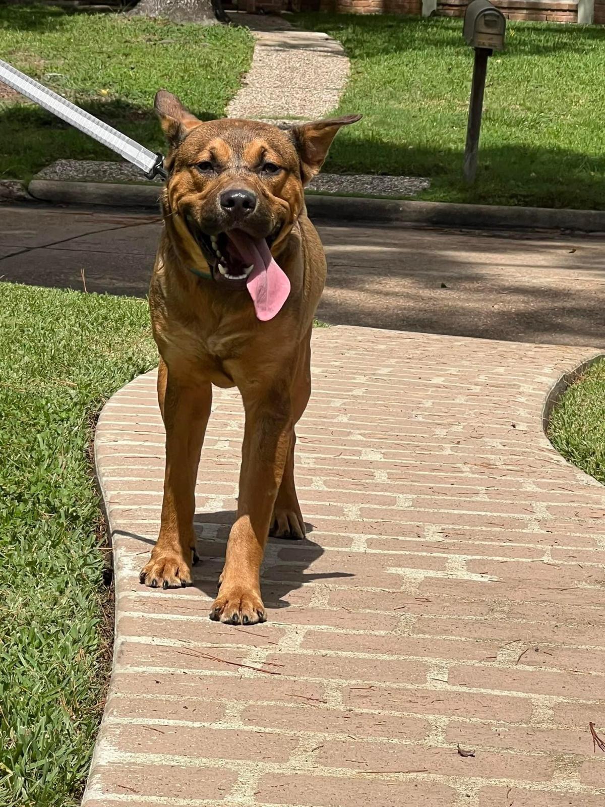 Enlarge Krockett, a Adoptable mixed breed in Missoula, MT image 5/6