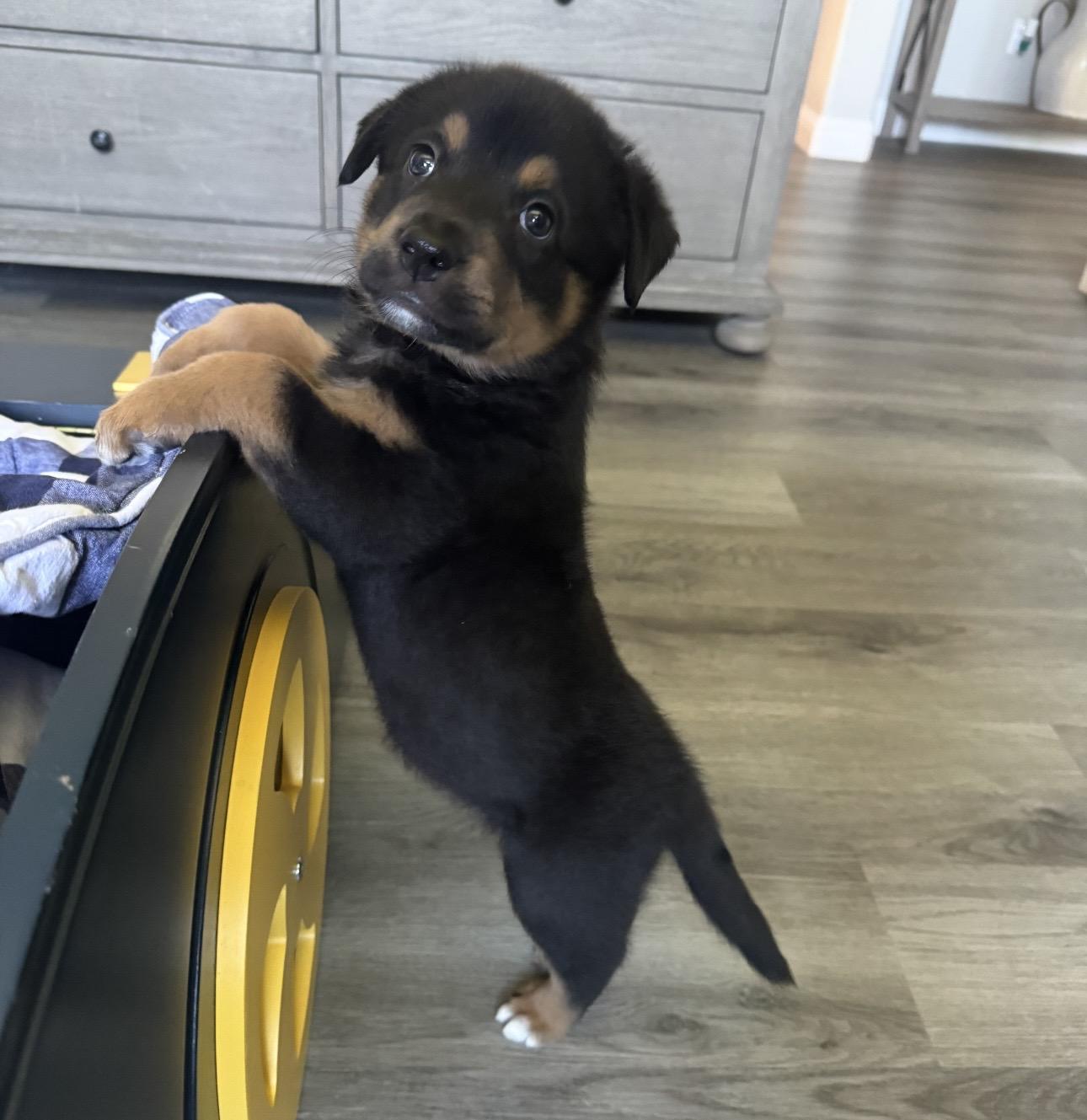 Enlarge Stella, an adopted mixed breed in Orangevale, CA image 5/5