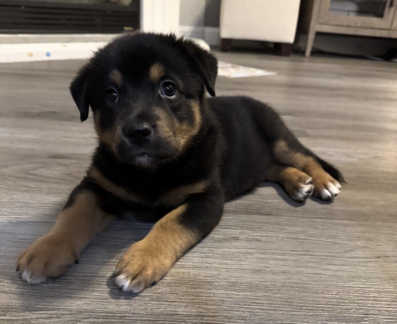 Enlarge Stella, an adopted mixed breed in Orangevale, CA image 2/5