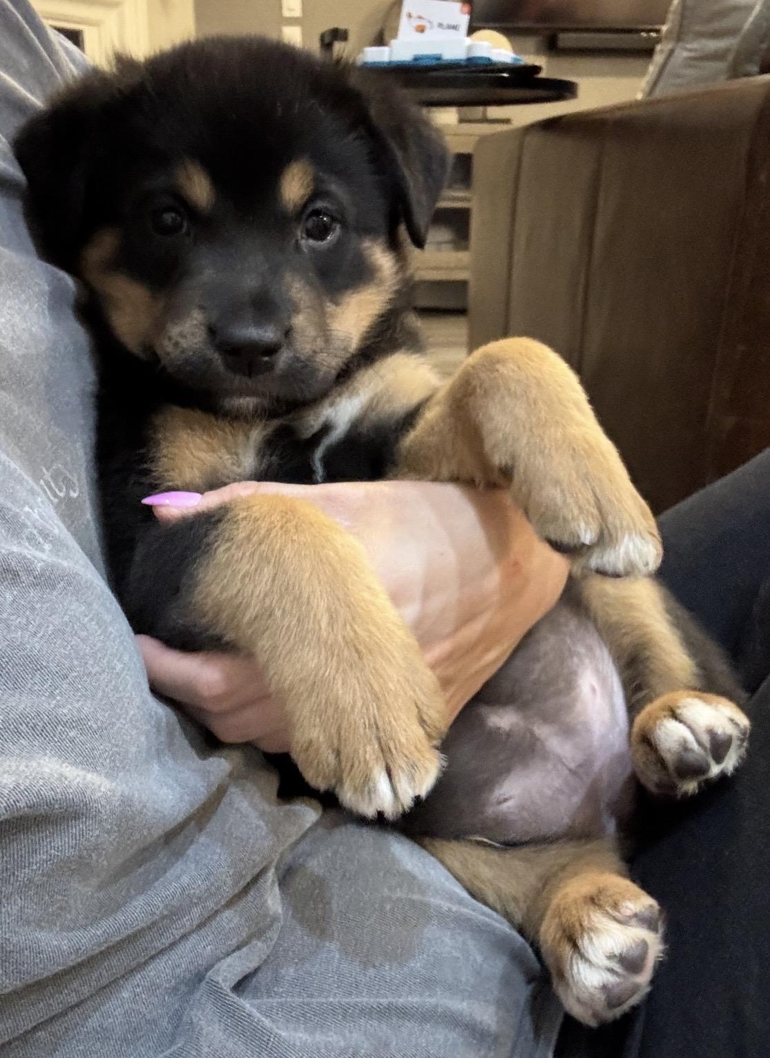 Enlarge Stella, an adopted mixed breed in Orangevale, CA image 4/5