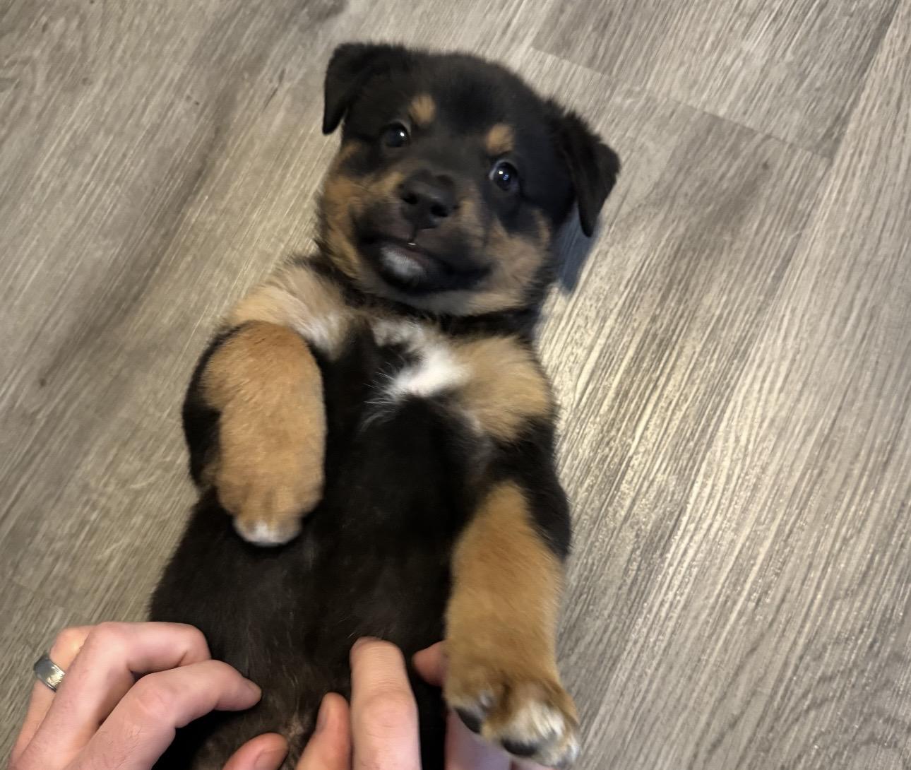 Enlarge Stella, an adopted mixed breed in Orangevale, CA image 3/5