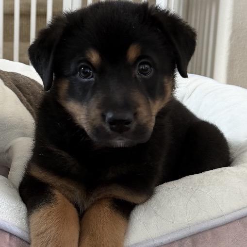 Stella, adopted, Puppy Female Rottweiler.
