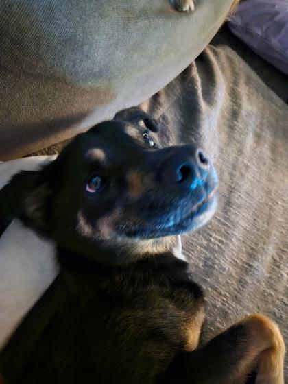 Meechi (159599) (In a Foster Home), adopted, Adult Male Shepherd.