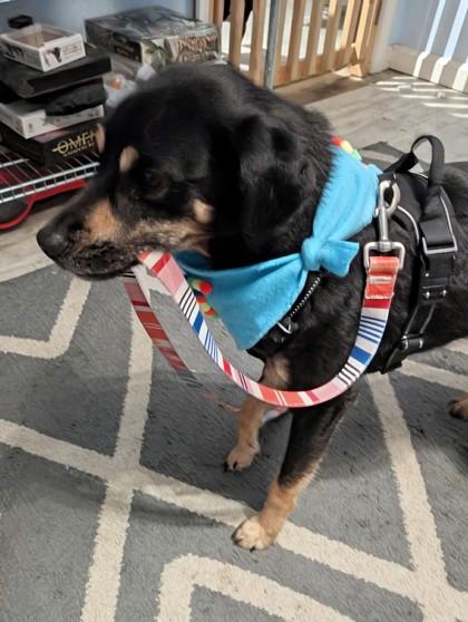 Enlarge Meechi (159599) (In a Foster Home), an adopted Shepherd in Baton Rouge, LA image 5/6