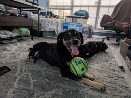 Enlarge Meechi (159599) (In a Foster Home), an adopted Shepherd in Baton Rouge, LA image 2/6