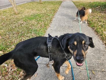 Enlarge Meechi (159599) (In a Foster Home), an adopted Shepherd in Baton Rouge, LA image 4/6