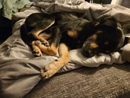 Enlarge Meechi (159599) (In a Foster Home), an adopted Shepherd in Baton Rouge, LA image 6/6