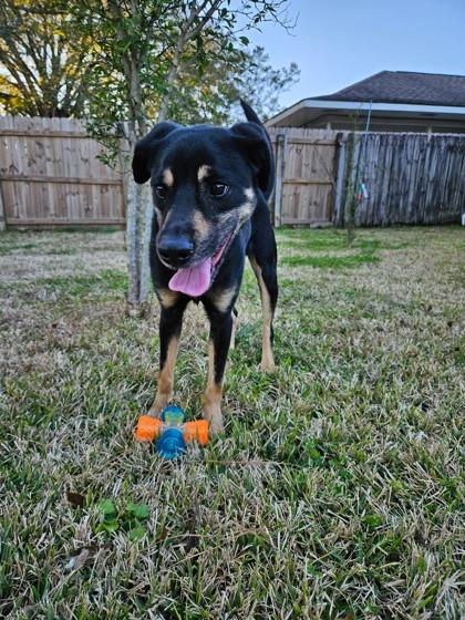 Enlarge Meechi (159599) (In a Foster Home), an adopted Shepherd in Baton Rouge, LA image 3/6