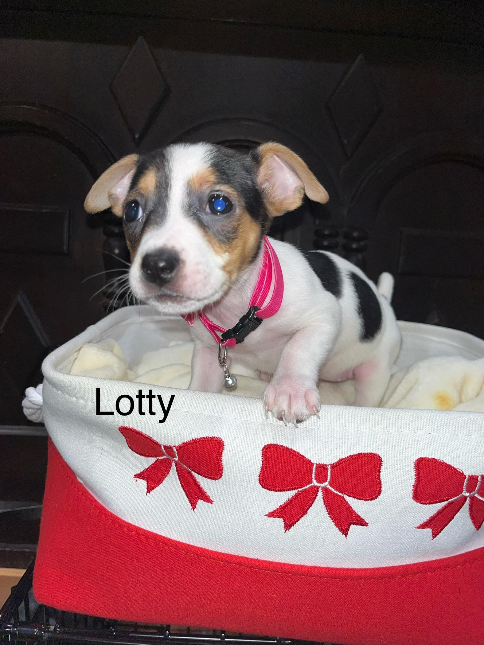 Enlarge Lotty, an adopted Chihuahua in Murrieta, CA image 1/1