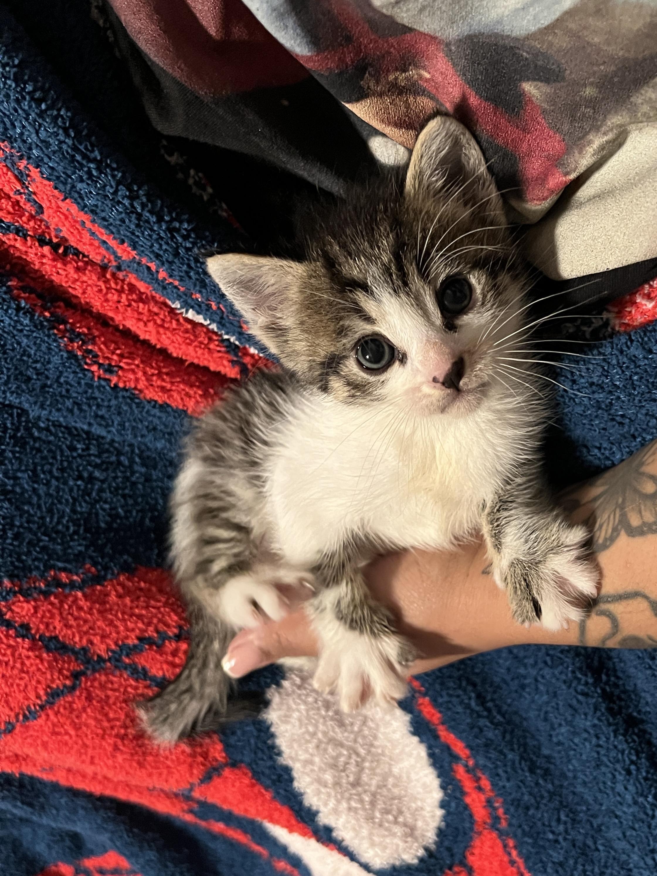 Enlarge Sol, a Adopted Domestic Short Hair in Long Beach, CA image 1/1