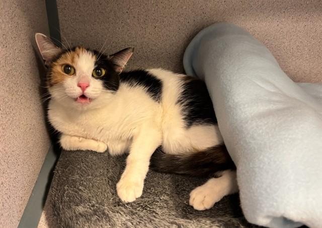 KALI, Adoptable, Young Female Domestic Short Hair.