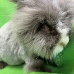 Enlarge Caspian, a Adoptable Lionhead in Haltom City, TX image 4/4