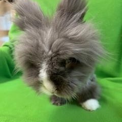 Enlarge Caspian, a Adoptable Lionhead in Haltom City, TX image 1/4