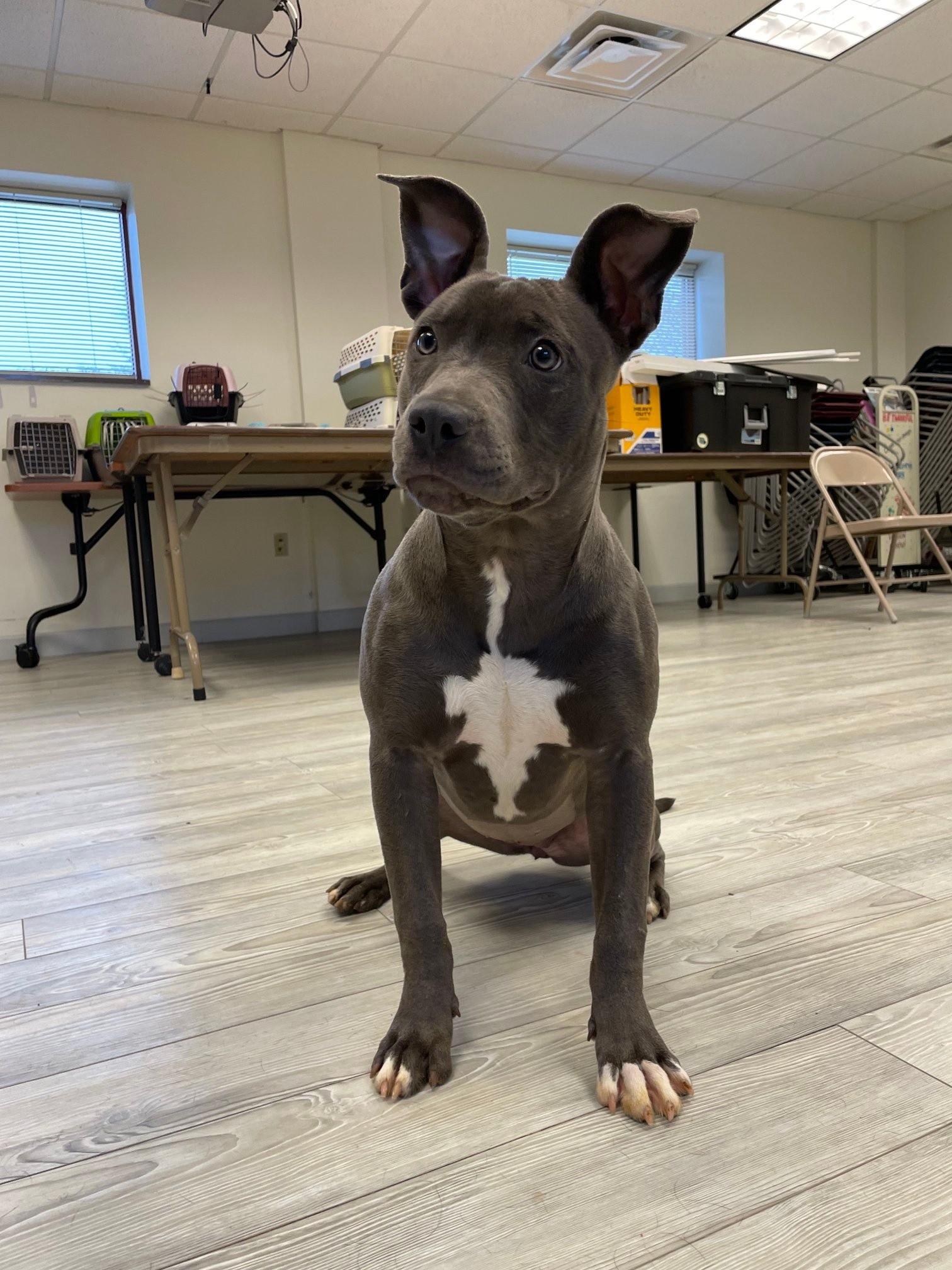 Enlarge Sierra, a ADOPTABLE mixed breed in South Bend, IN image 1/2