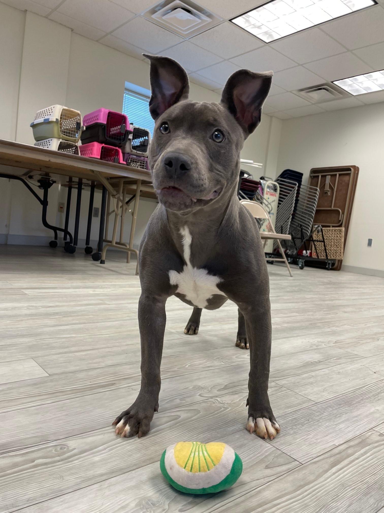 Enlarge Sierra, a ADOPTABLE mixed breed in South Bend, IN image 2/2