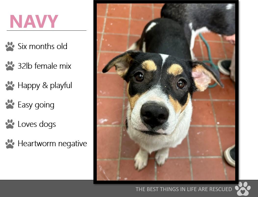Foster NAVY!