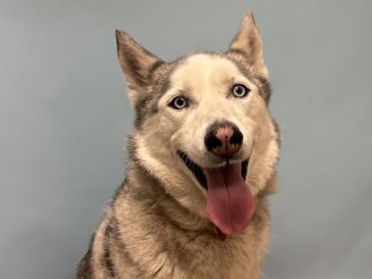 Shea, a Adoptable mixed breed in Woodbury, MN image 1/3