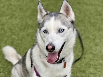 Shea, a Adoptable mixed breed in Woodbury, MN image 2/3