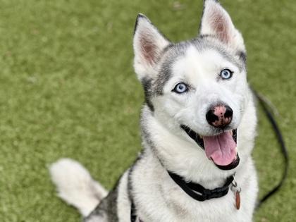 Shea, a Adoptable mixed breed in Woodbury, MN image 3/3