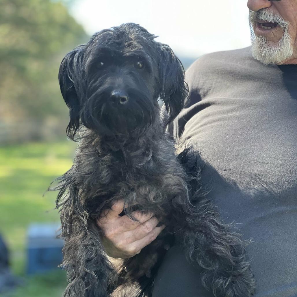 Lexi, Adoptable, Young Female Tibetan Terrier & Poodle.