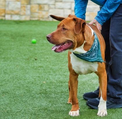 Theodore, Adoptable, Adult Male Retriever & Mixed Breed.