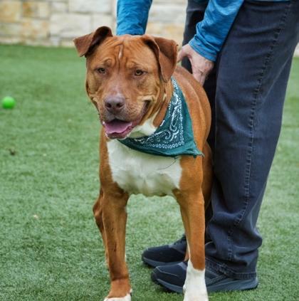 Enlarge Theodore, a Adoptable mixed breed in North Richland Hills, TX image 2/3