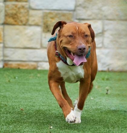 Enlarge Theodore, a Adoptable mixed breed in North Richland Hills, TX image 3/3