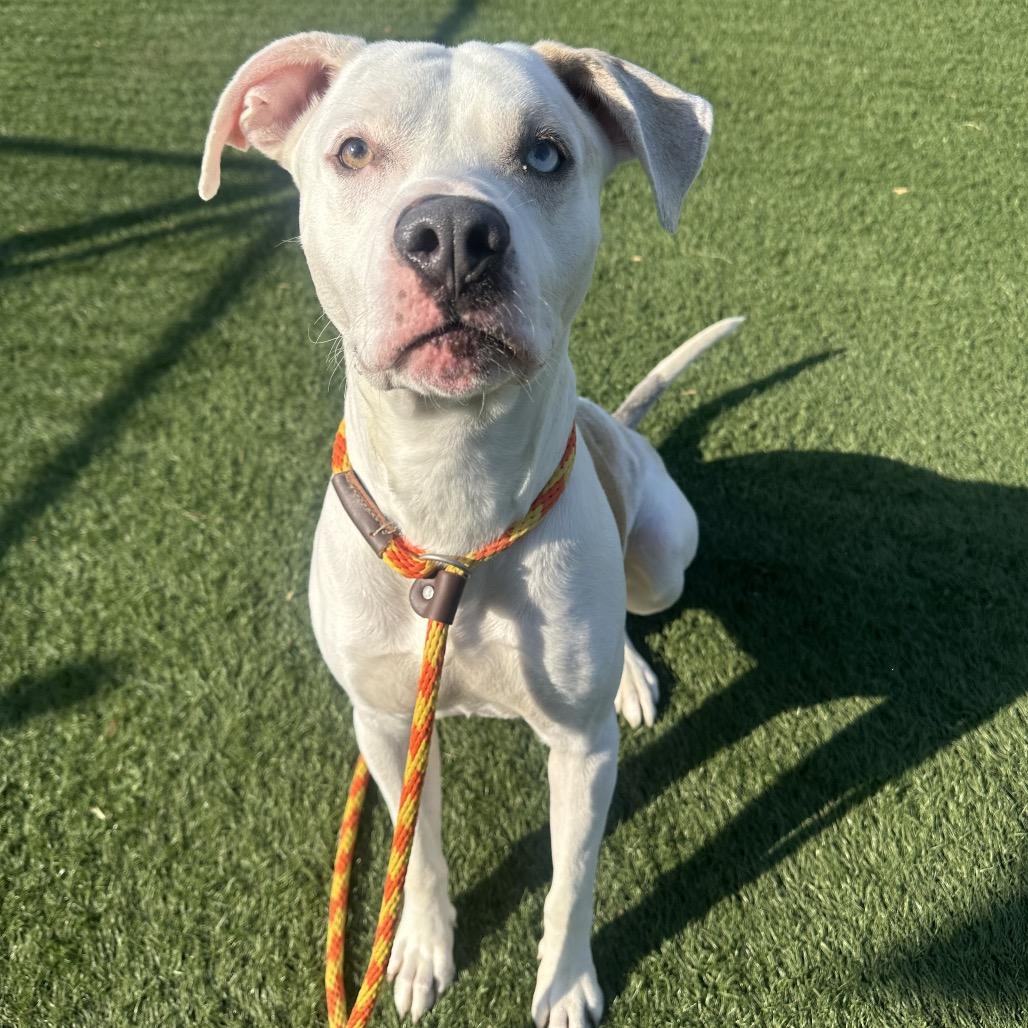 Enlarge Mikey, a Adoptable mixed breed in Canton, IL image 2/6