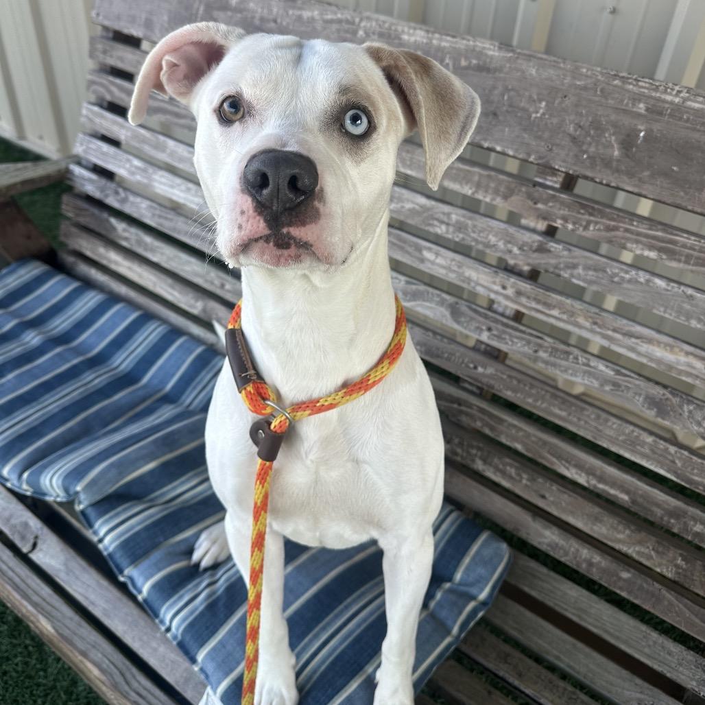 Enlarge Mikey, a Adoptable mixed breed in Canton, IL image 3/6