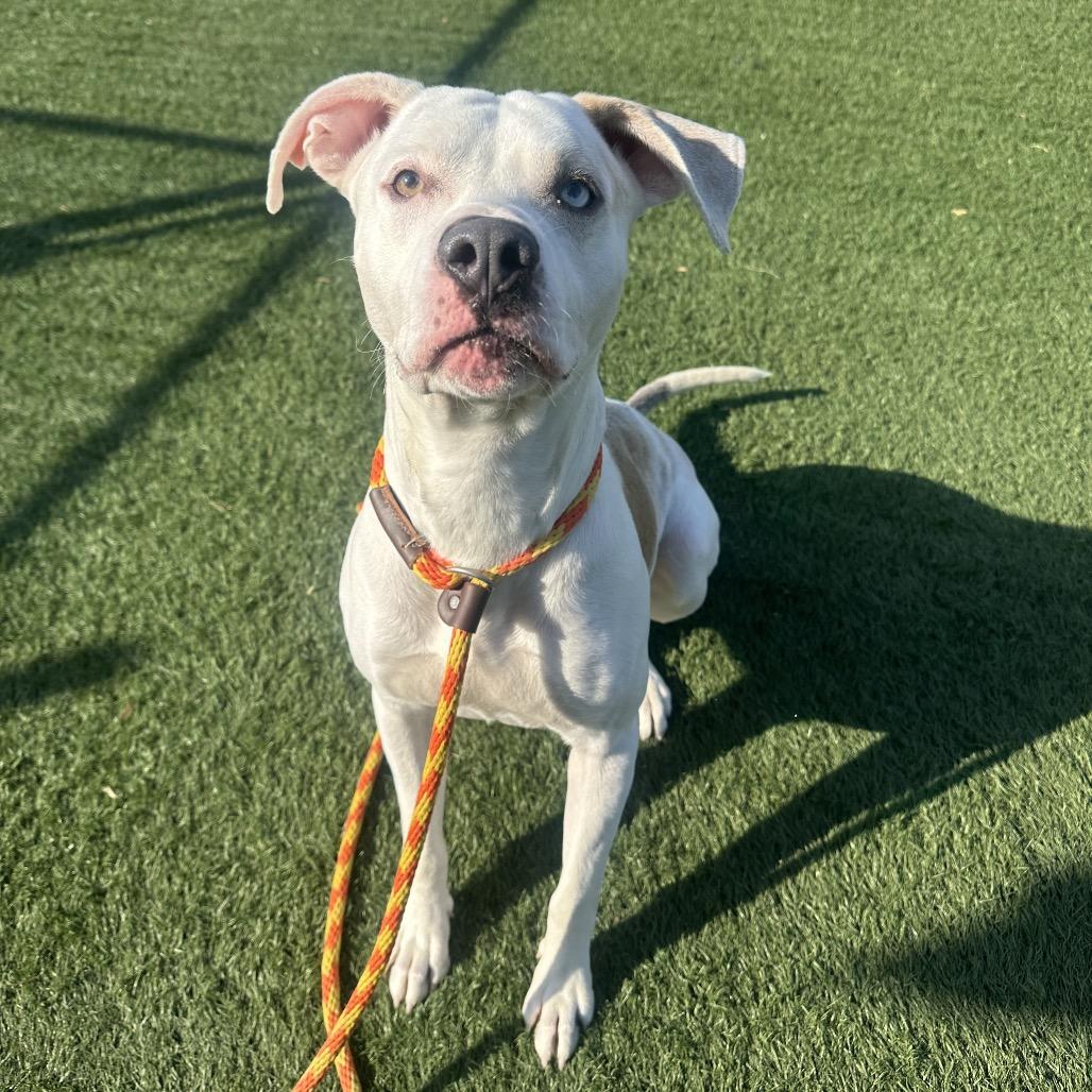 Enlarge Mikey, a Adoptable mixed breed in Canton, IL image 4/6