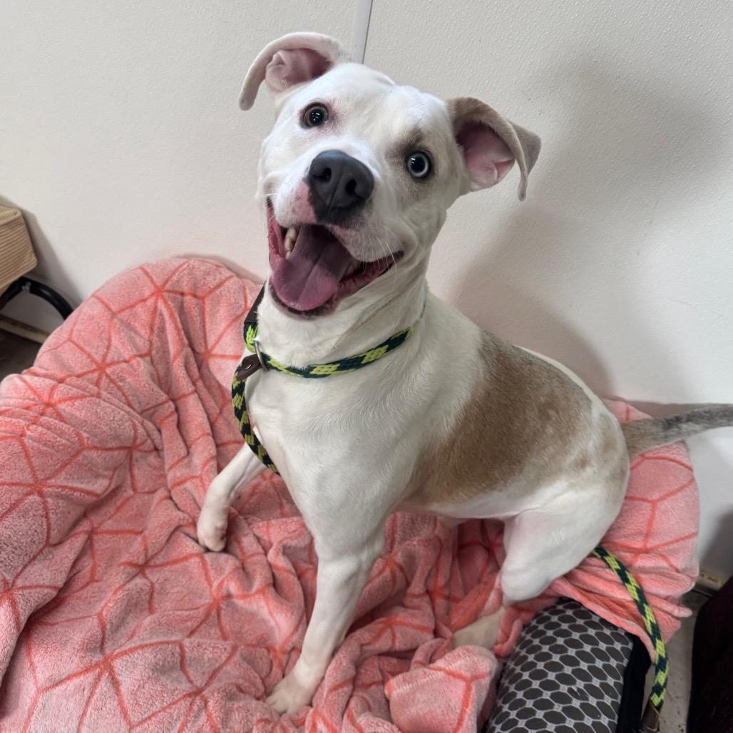 Enlarge Mikey, a Adoptable mixed breed in Canton, IL image 4/6