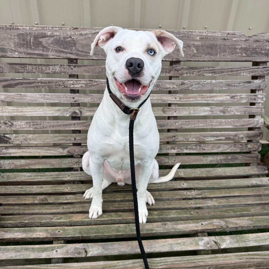 Enlarge Mikey, a Adoptable mixed breed in Canton, IL image 4/6