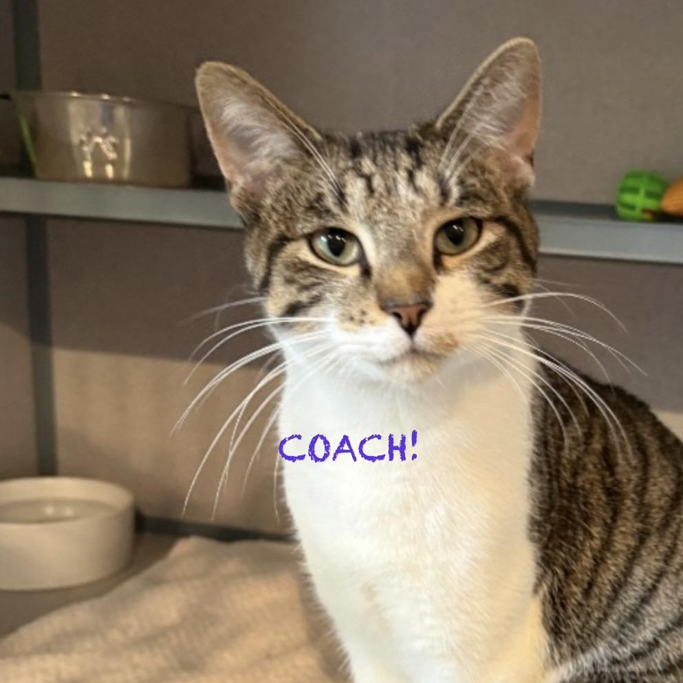 Enlarge Coach, an adopted Domestic Short Hair in Palatine, IL image 3/3