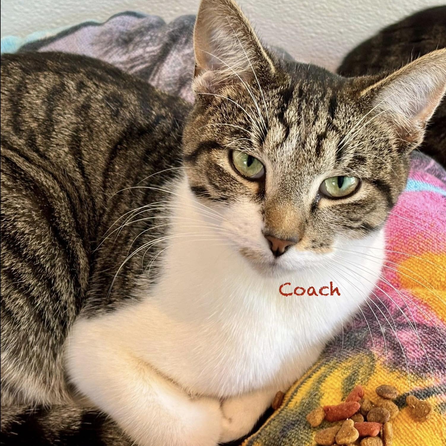 Enlarge Coach, an adopted Domestic Short Hair in Palatine, IL image 2/3
