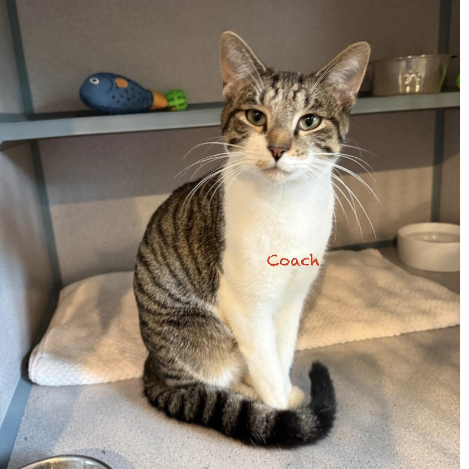 Coach, adopted, Young Male Domestic Short Hair.