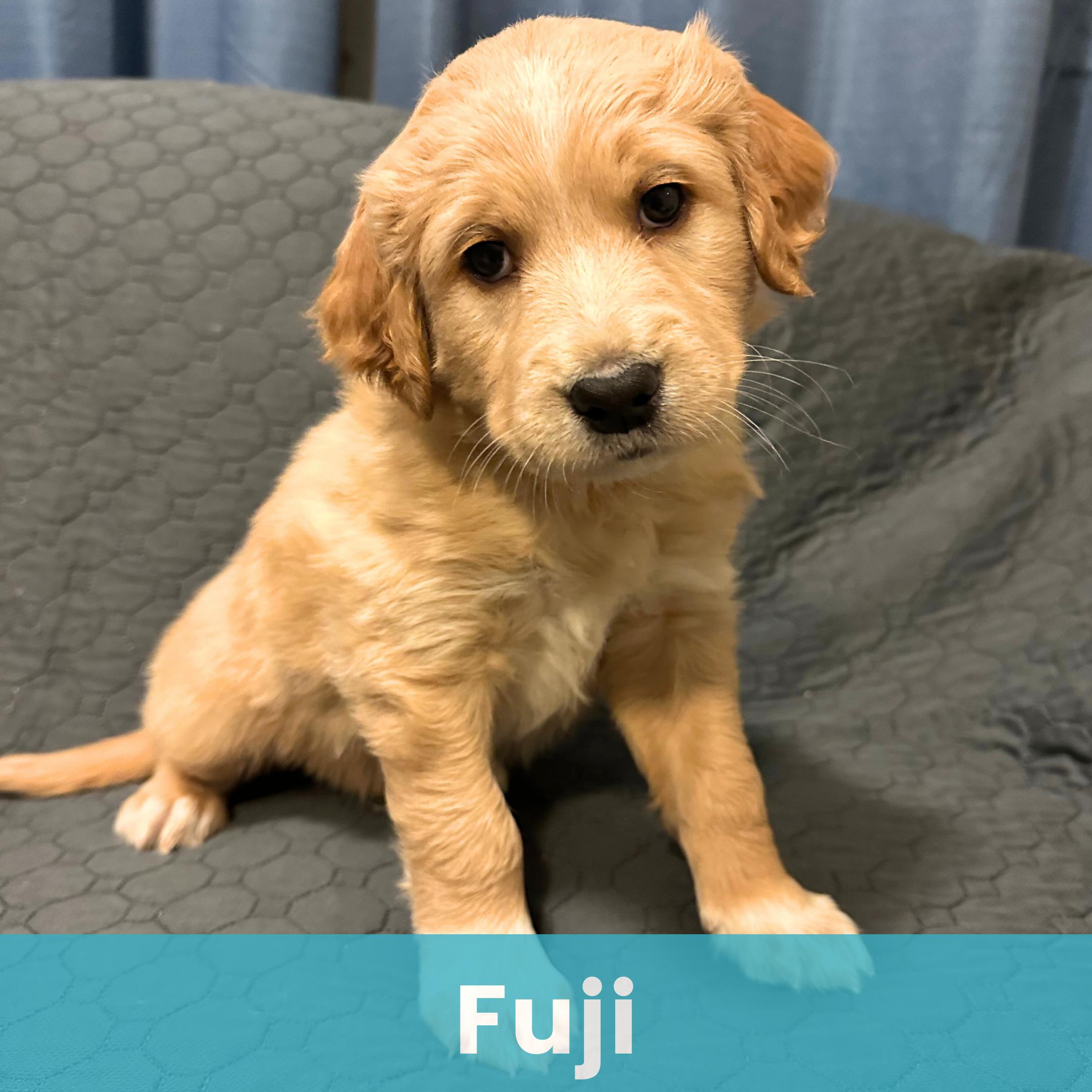Fuji, ADOPTABLE, Puppy Male Mixed Breed.